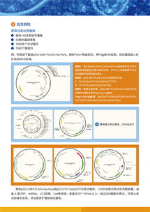 病毒包裝相關(guān)試劑盒及一站式服務(wù)，為科研保駕護(hù)航